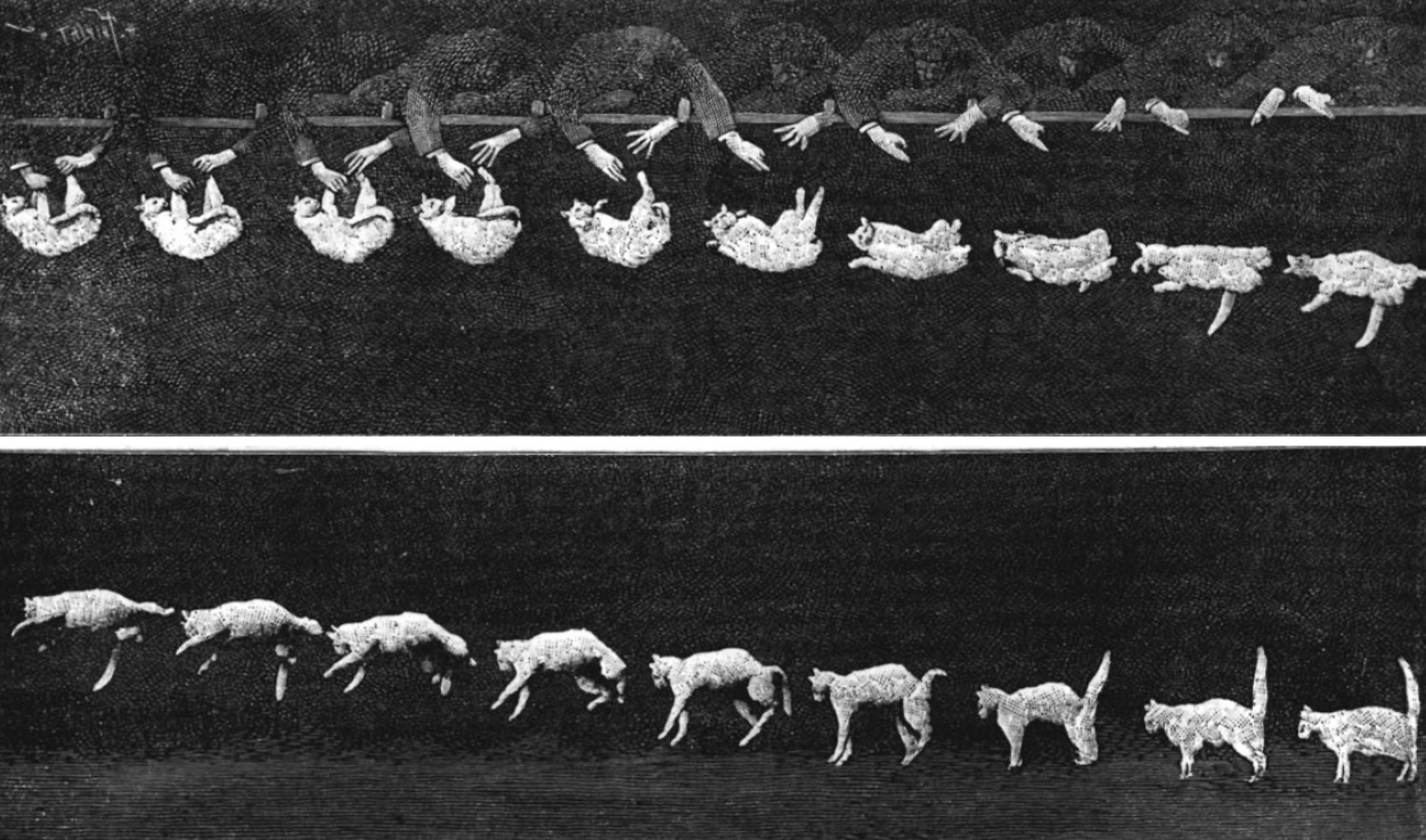 Bir dizi fotoğraf kedilerin nasıl düştüğünü gösteriyor
