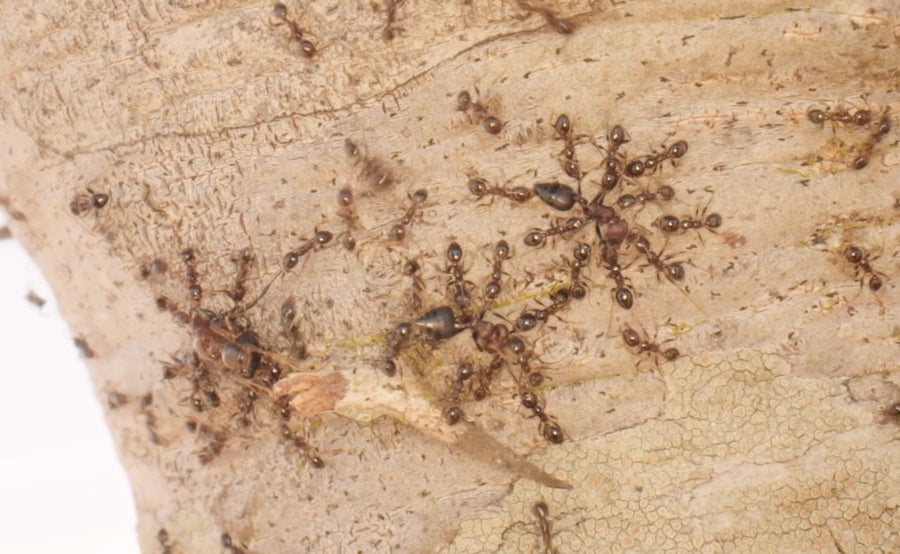 Big-headed ants kill native ants of the genus Crematogaster  and eat their eggs, larvae and pupae