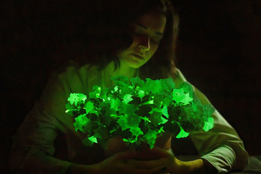 Firefly petunia glows a continuous, dim green in the dark. 