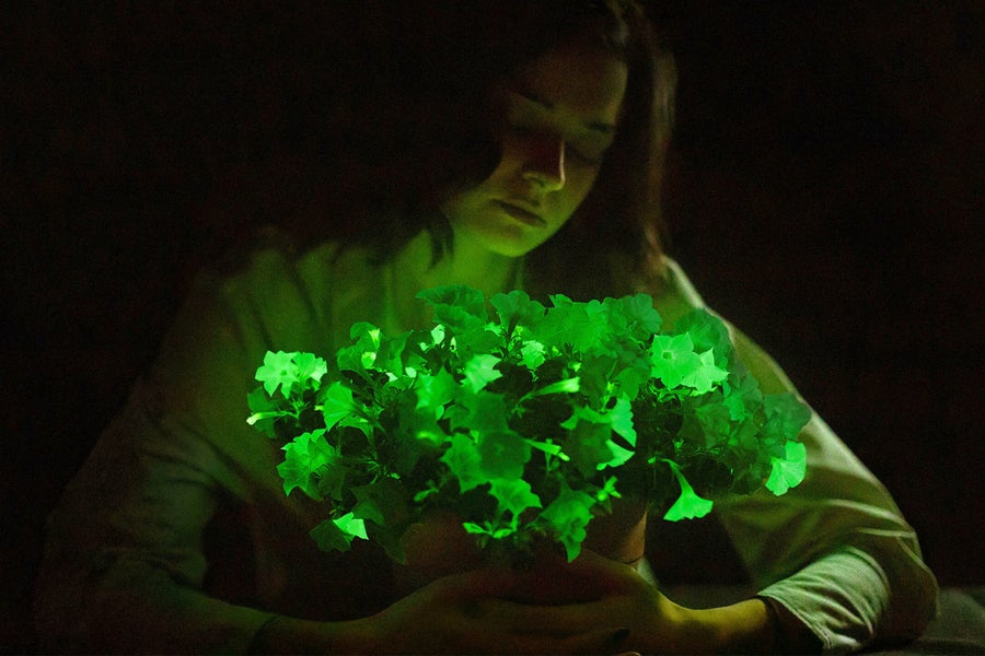 The firefly petunia glows a continuous, faint green in the dark. 