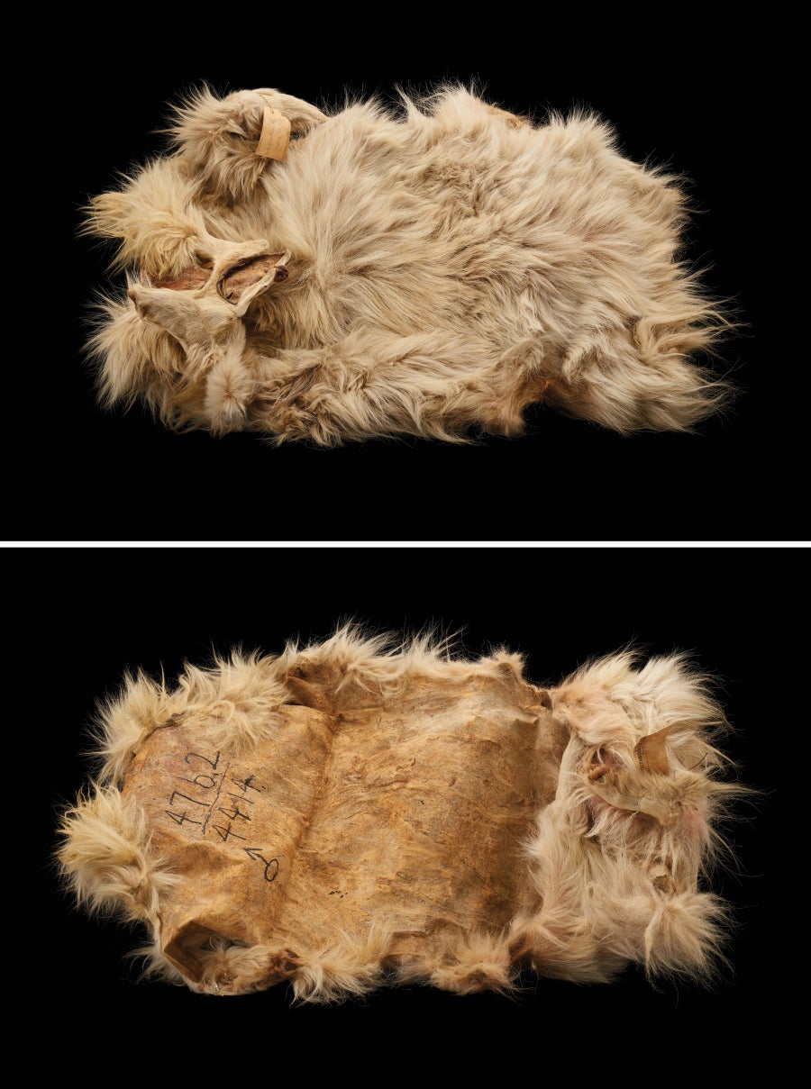 A dog pelt photographed on a black background