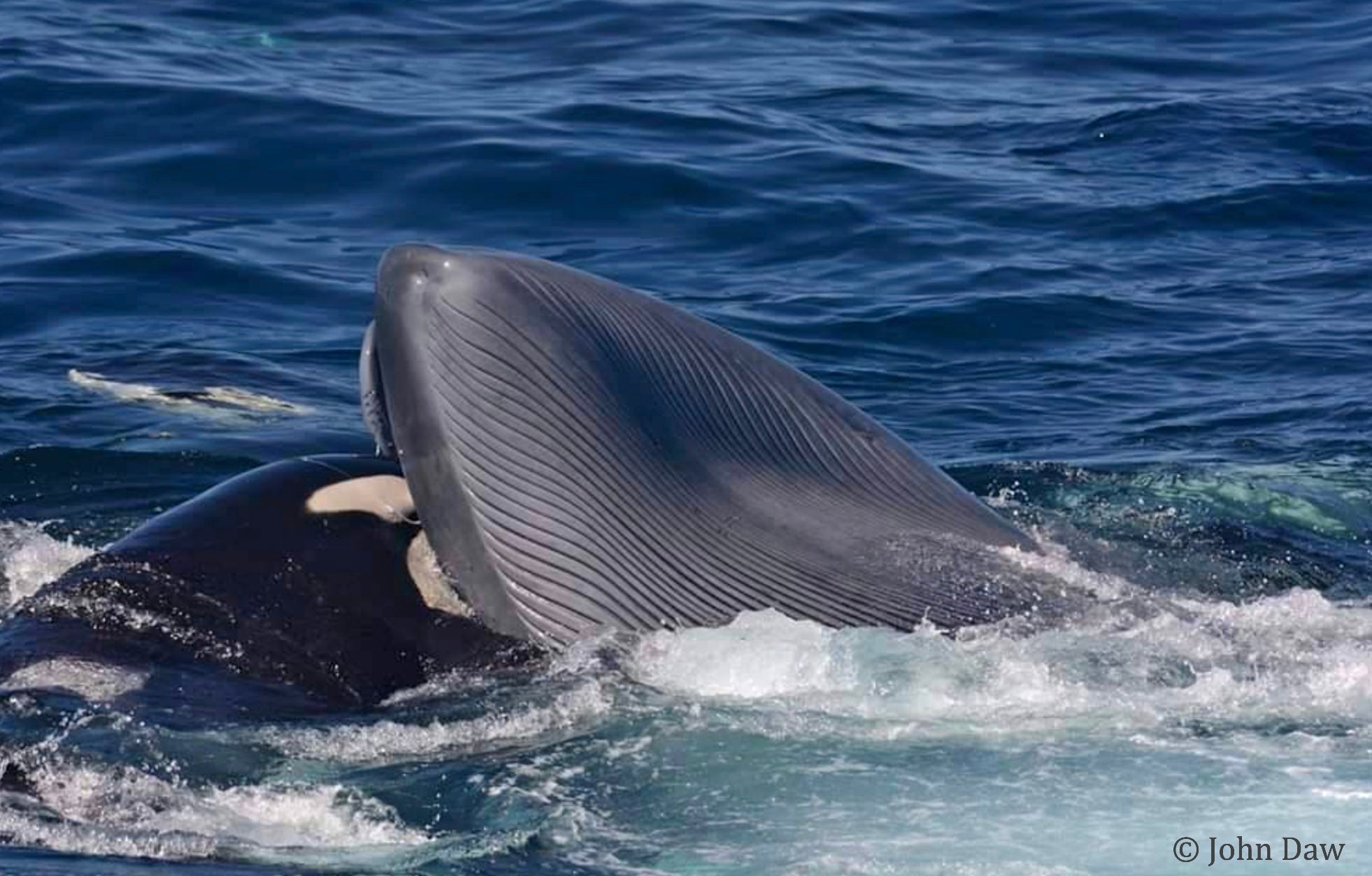 An orca biting its prey.