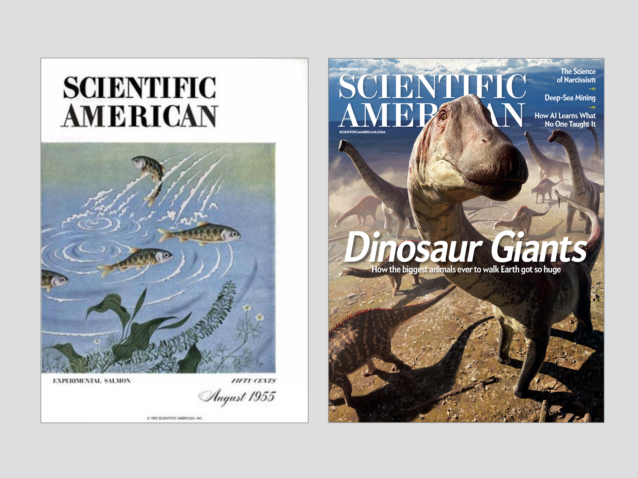 The August 1955 cover and the September 2023 covers of Scientific American.