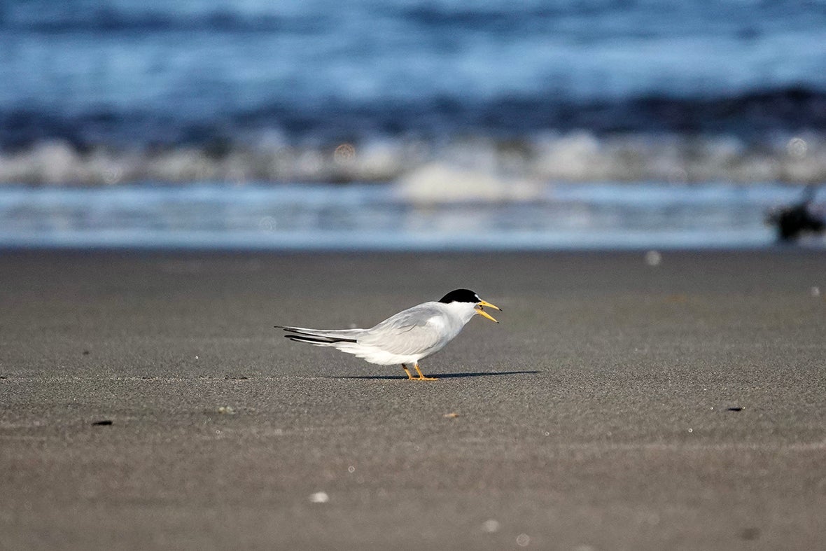 A tern on the beach.