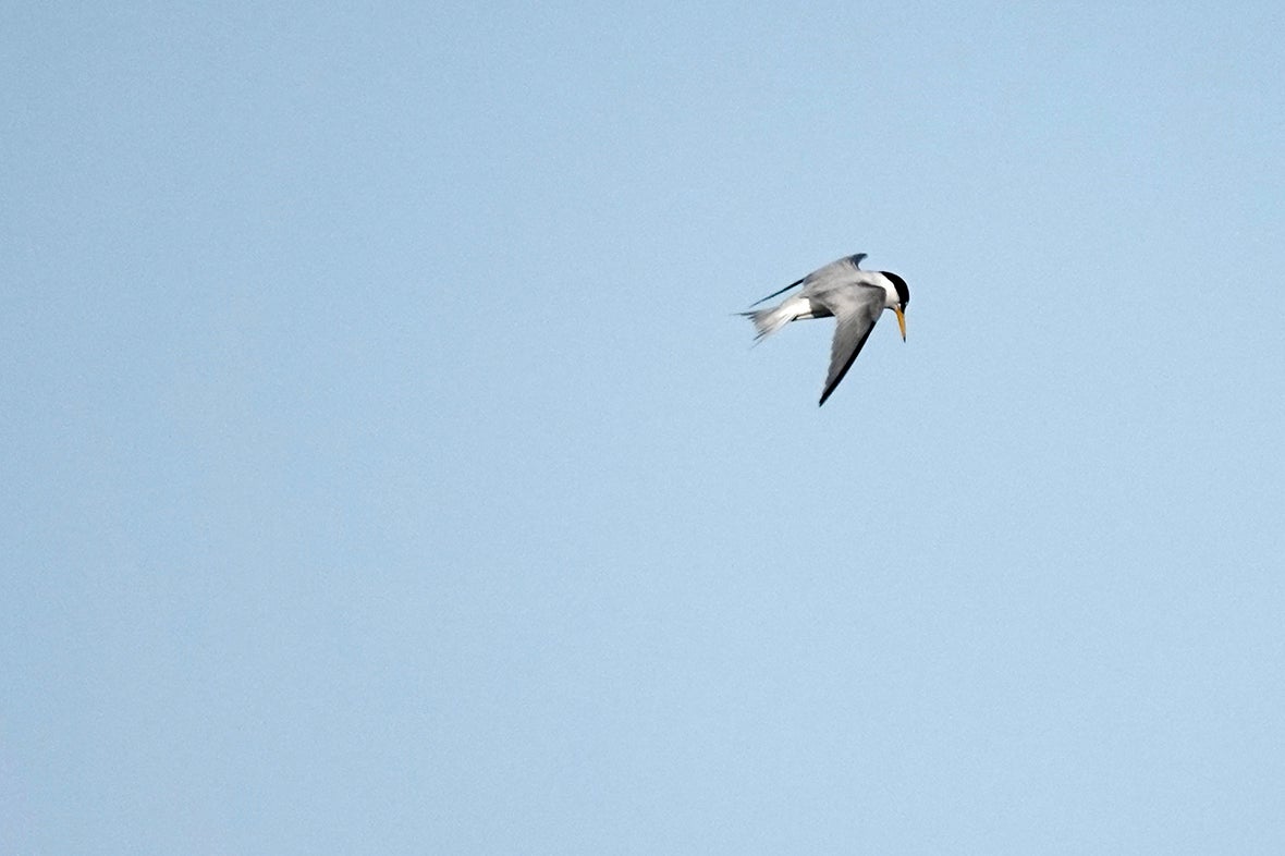 A tern flying.