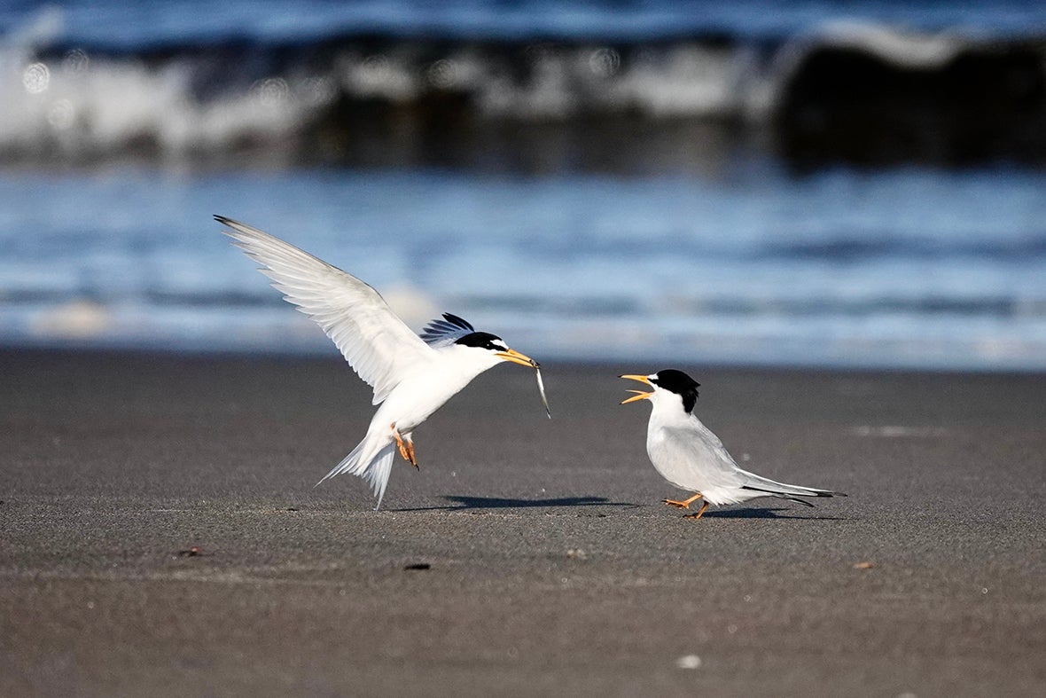 Two terns on the beach.