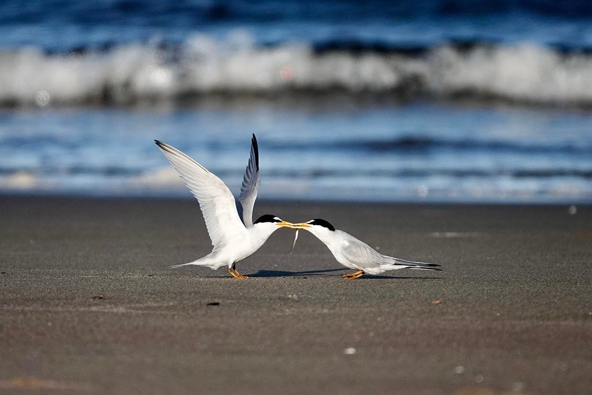 Two terns with a fish.
