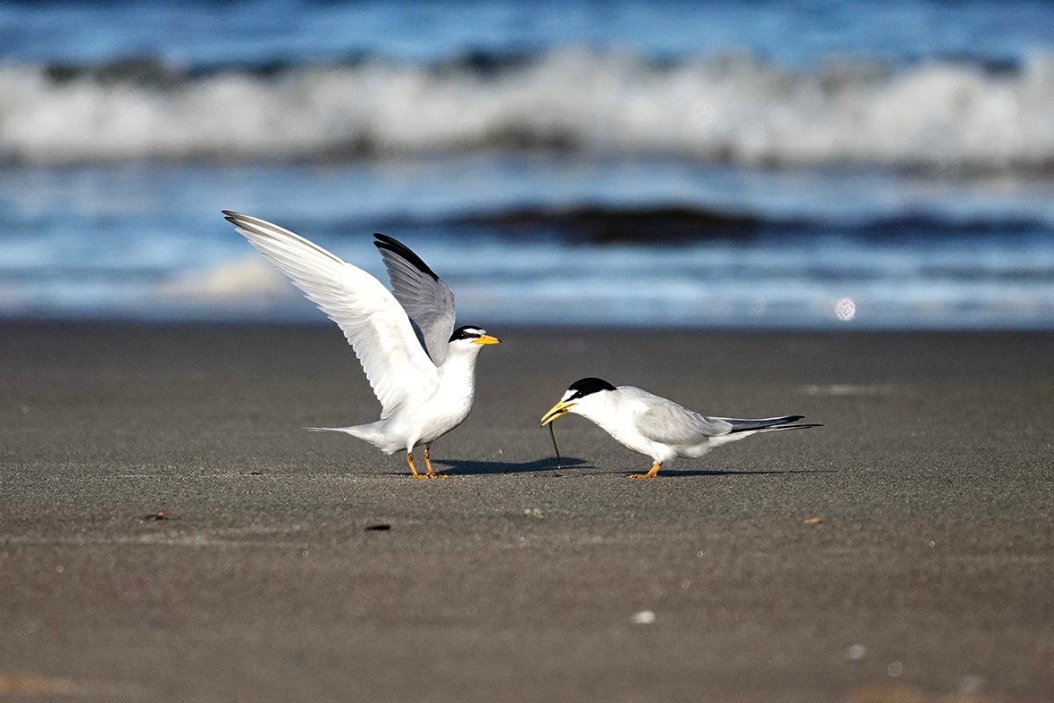 Two terns on the beach.