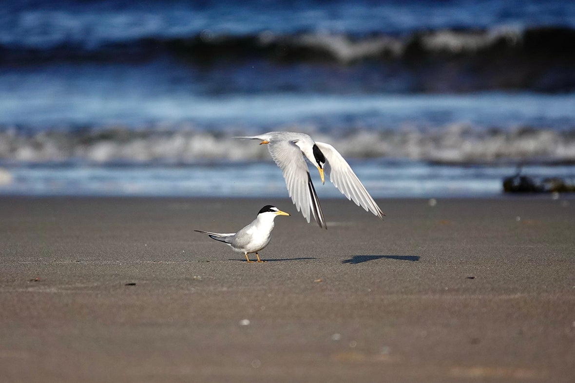 Two terns on the beach.