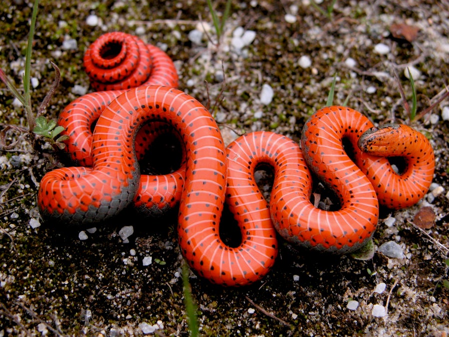 Bright red snake in coiled and belly up position