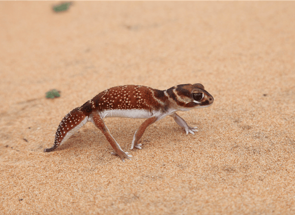 Un gecko de cola nudosa de tres líneas caminando sobre la arena