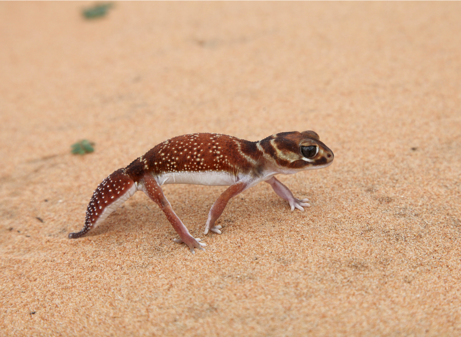 A three-lined knob-tailed gecko walking on sand