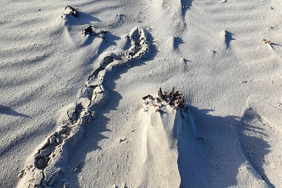 A tunnel from a golden mole. 