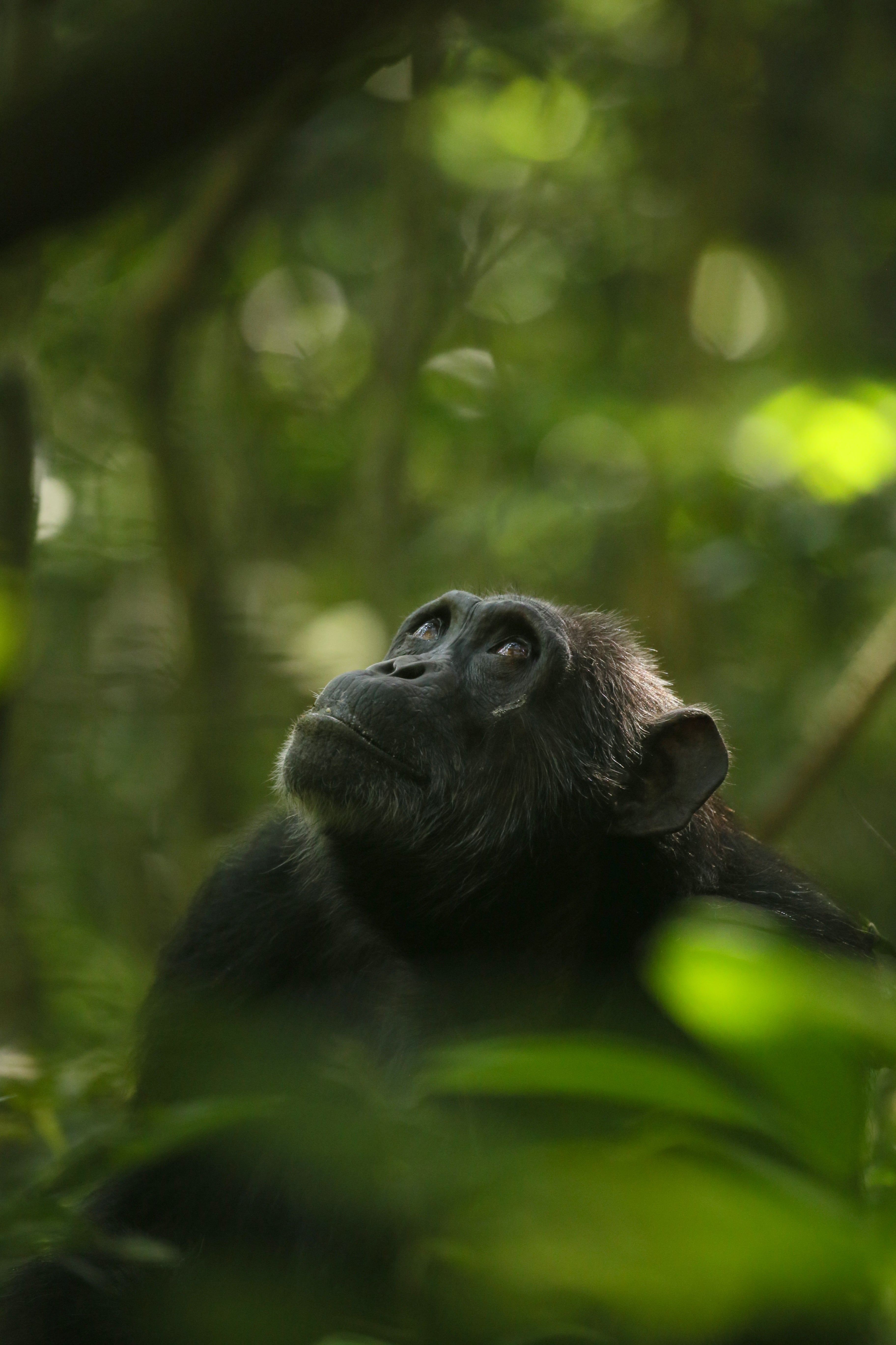 Image of a chimpanzee looking up in a tree.