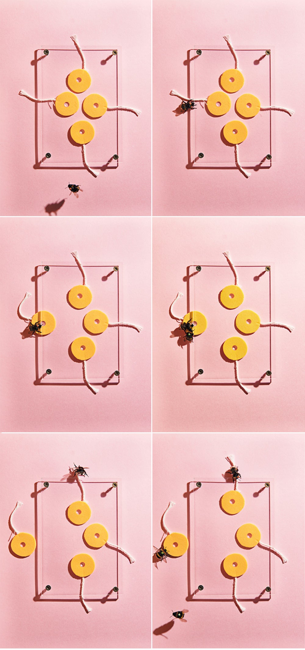 Images of bees pulling string.