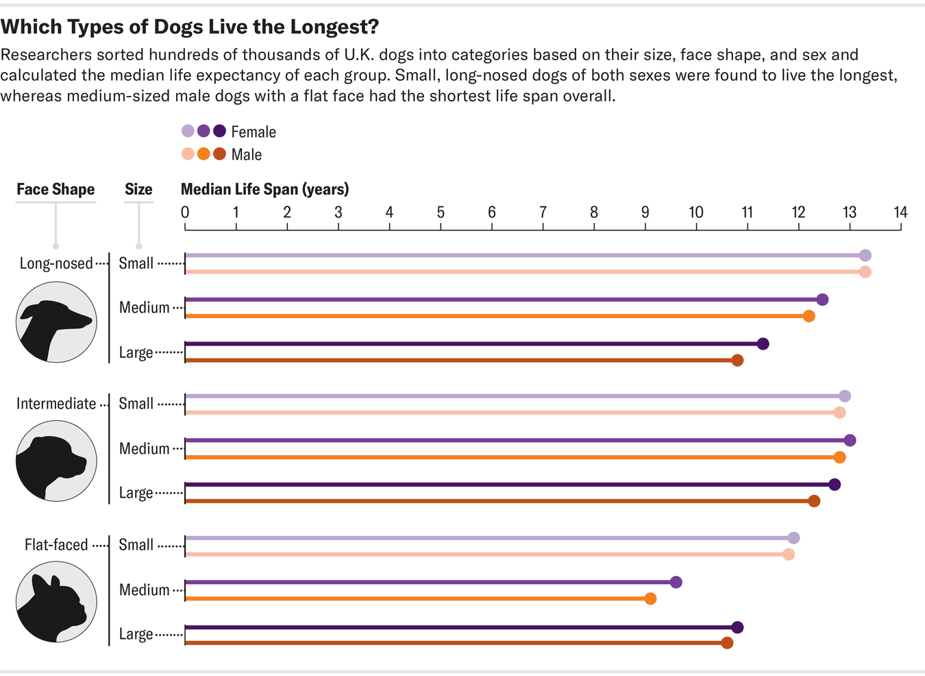A Dog Breed's Size and Face Shape Might Predict How Long It Lives