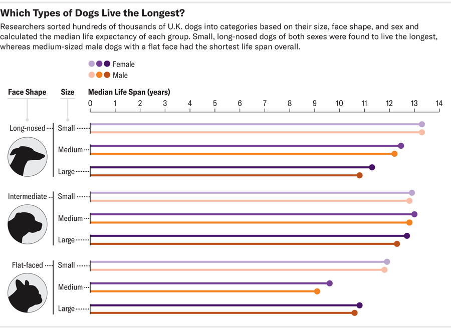Lollipop chart shows median life span for male and female dogs across three face-shape and size categories. 