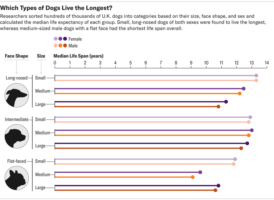 La taille et la forme du visage d’une race de chien pourraient prédire sa durée de vie