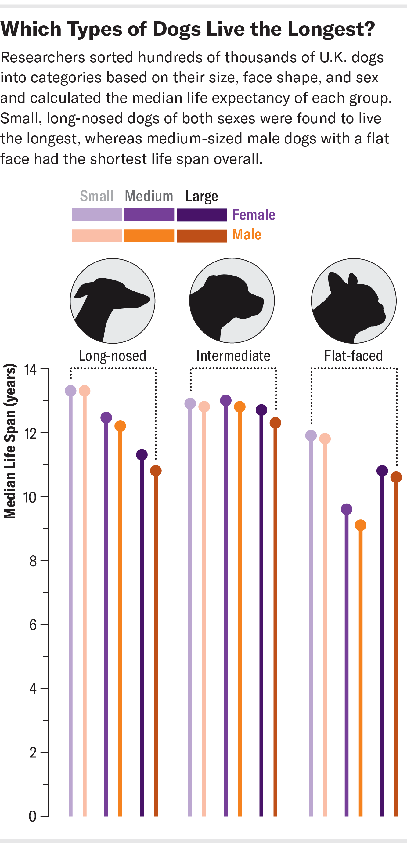 A Dog Breed's Size and Face Shape Might Predict How Long It Lives