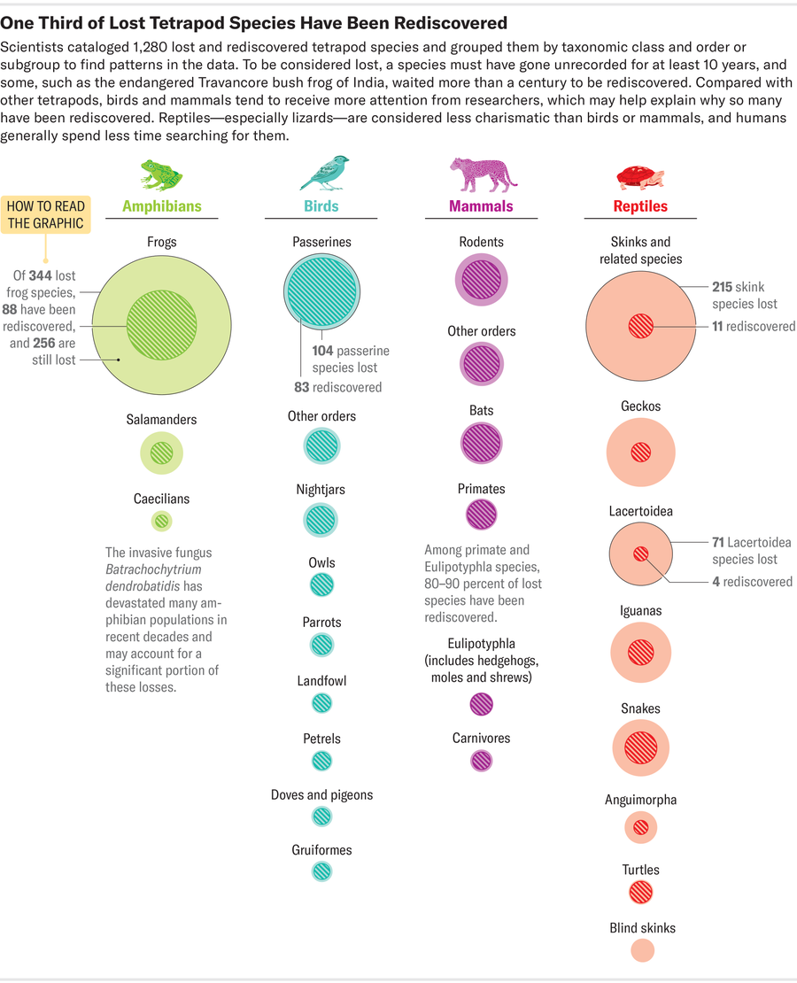 Graphic shows colored circles scaled to indicate numbers of tetrapod species lost and rediscovered in each taxonomic class and order or subgroup