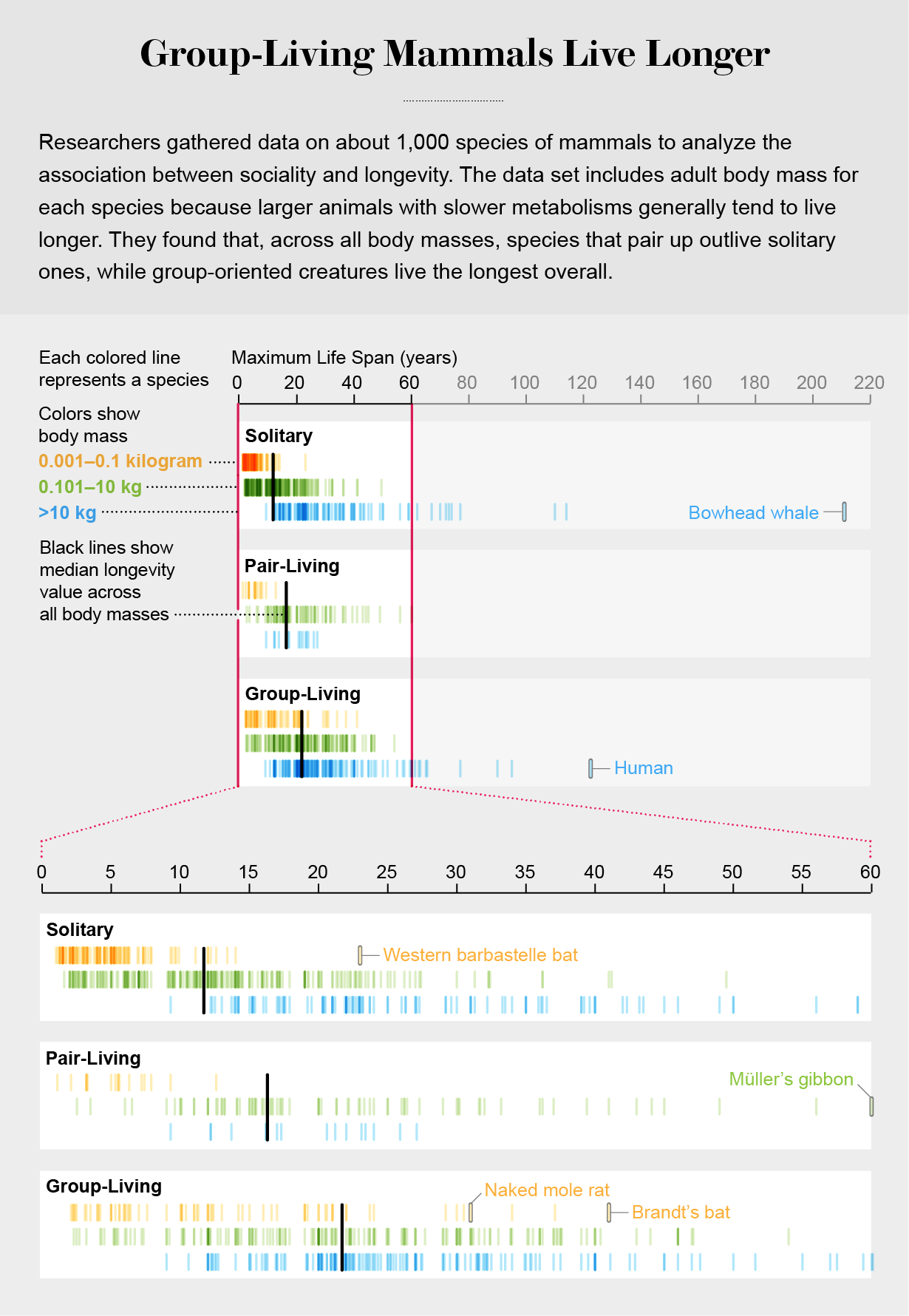 Chart shows maximum life span for about 1,000 species of mammals categorized by social organization and color coded by body mass, with median longevity for group-living species exceeding that of solitary and pair-living ones.