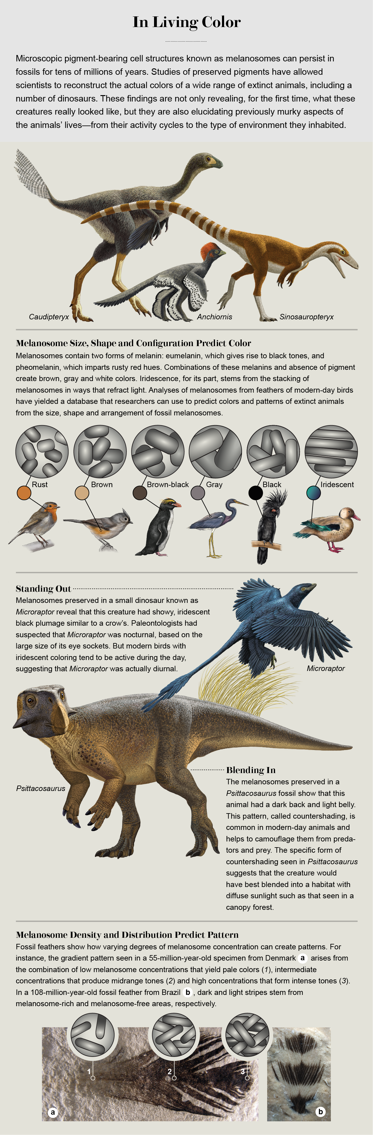 Illustrations by Ral Martn (dinosaurs) and Jillian Ditner (birds and melanosomes)