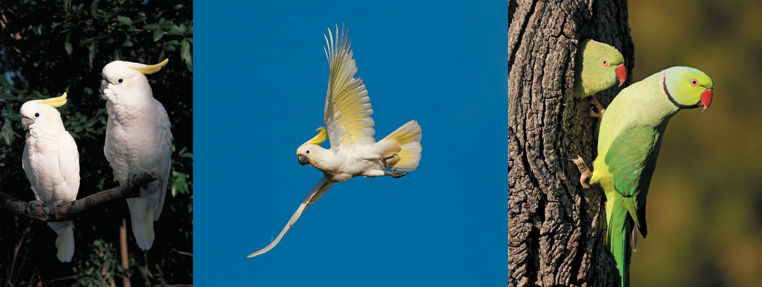Three images of parrots, cockatoos and parakeets.