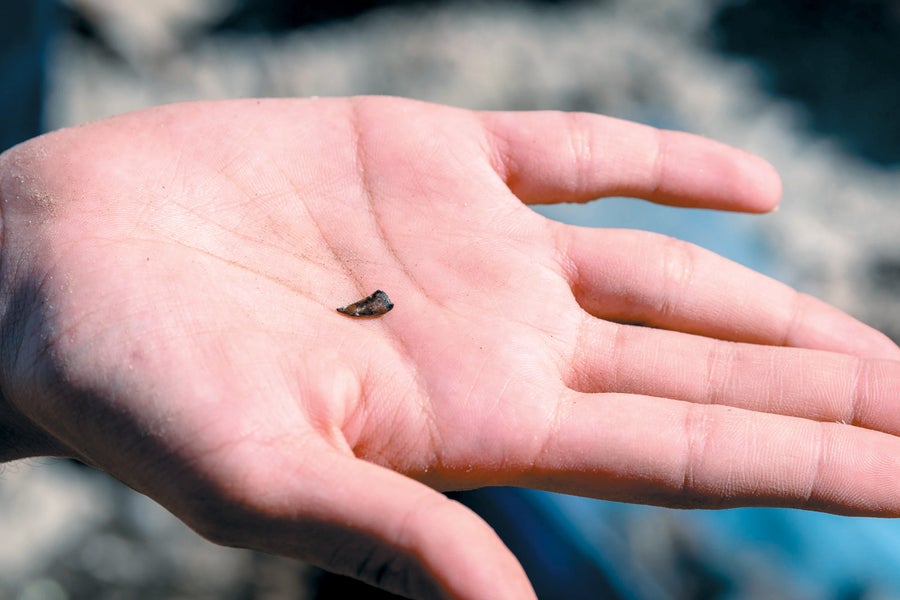 A close-up view of a tooth in the palm of a hand.