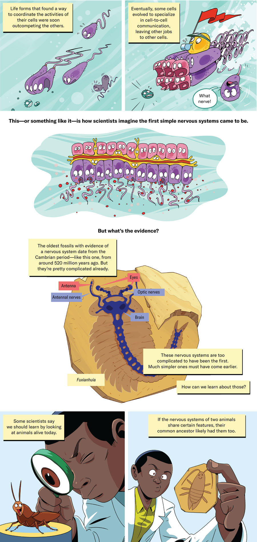 Comic section 2: Eventually, some cells evolved to specialize in cell-to-cell communication, leaving other jobs to other cells. This—or something like it—is how scientists imagine the first simple nervous systems came to be. But what’s the evidence? The oldest fossils with evidence of a nervous system date from the Cambrian period. But these nervous systems are too complicated to have been the first. Much simpler ones must have come earlier. How can we learn about those? 