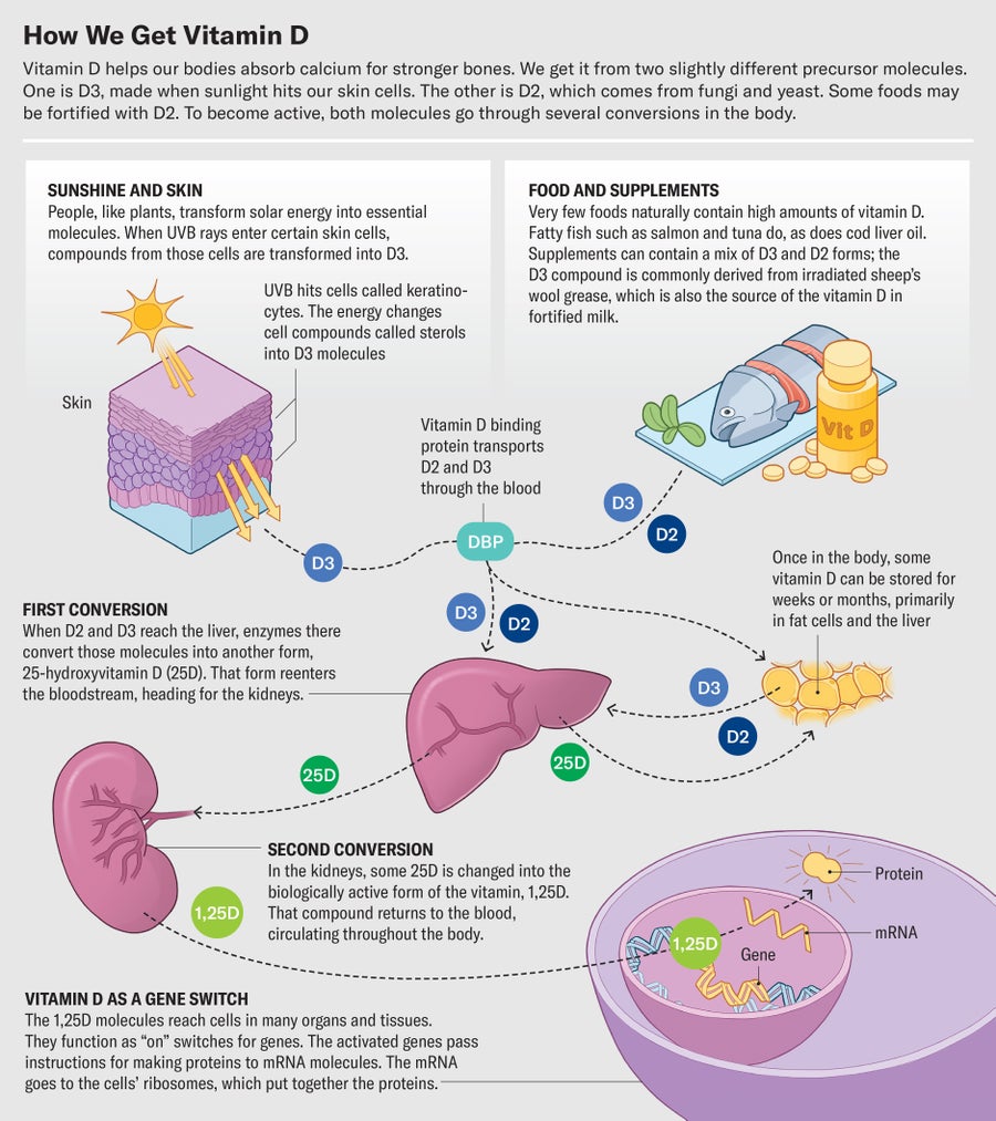Graphic shows pathways through which our bodies get vitamin D from either sunshine or food and supplements. Both sources involve precursor molecules that undergo key conversions in the liver and kidneys before traveling through the bloodstream to reach many organs and tissues.