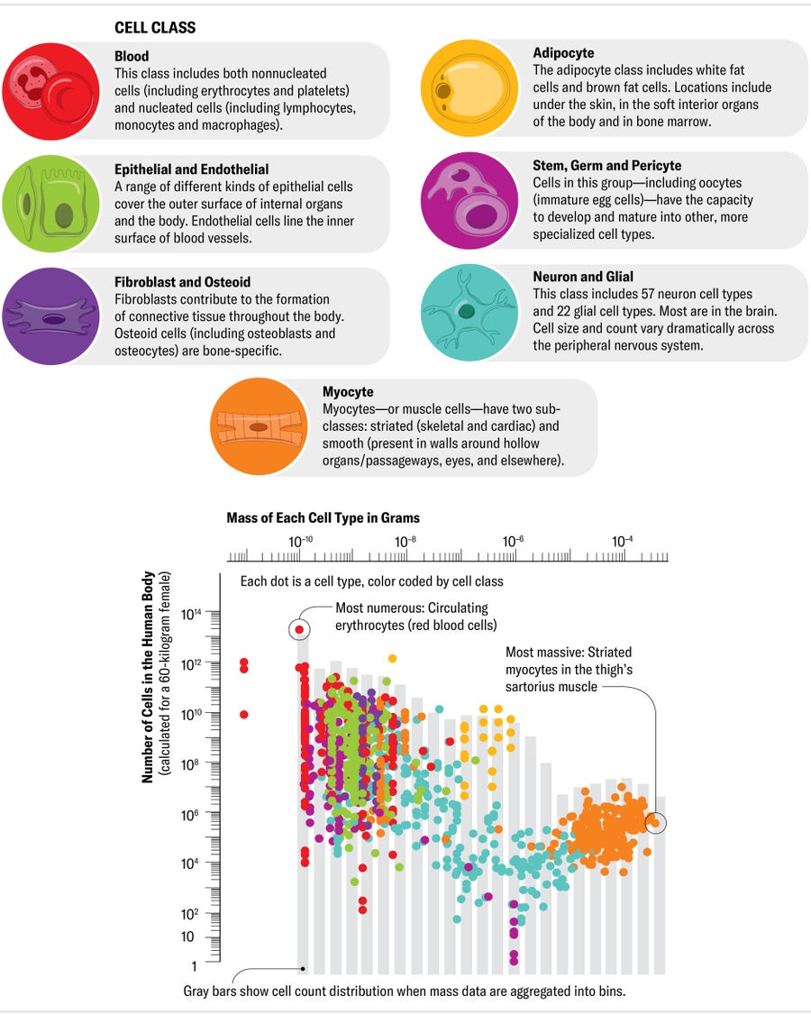 Chart plots number of cells in the human body against the mass of each cell type. Most numerous are tiny circulating erythrocytes. Most massive are comparatively rare striated myocytes in the thigh’s sartorius muscle.