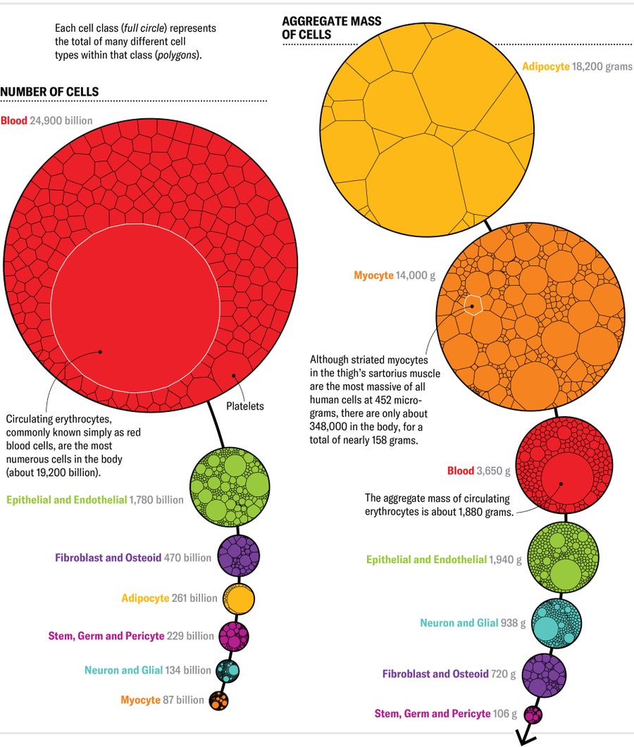 A series of Voronoi diagrams shows number and aggregate mass of cells in the body by cell class.
