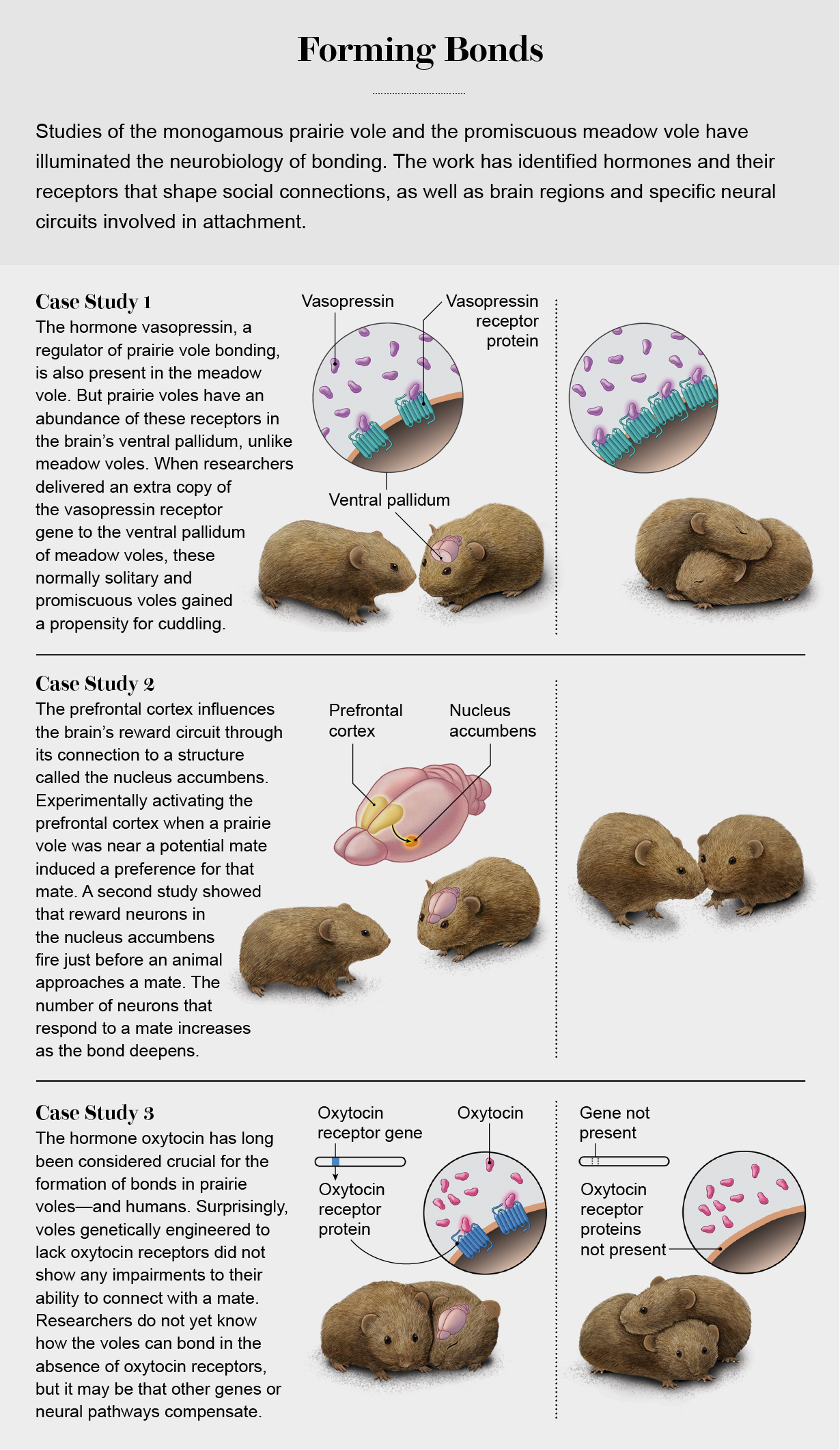 Graphic highlights case studies showing that increasing vasopressin receptors and stimulating reward neurons in the nucleus accumbens both promote bonding in voles, whereas eliminating oxytocin receptors does not affect bonding.