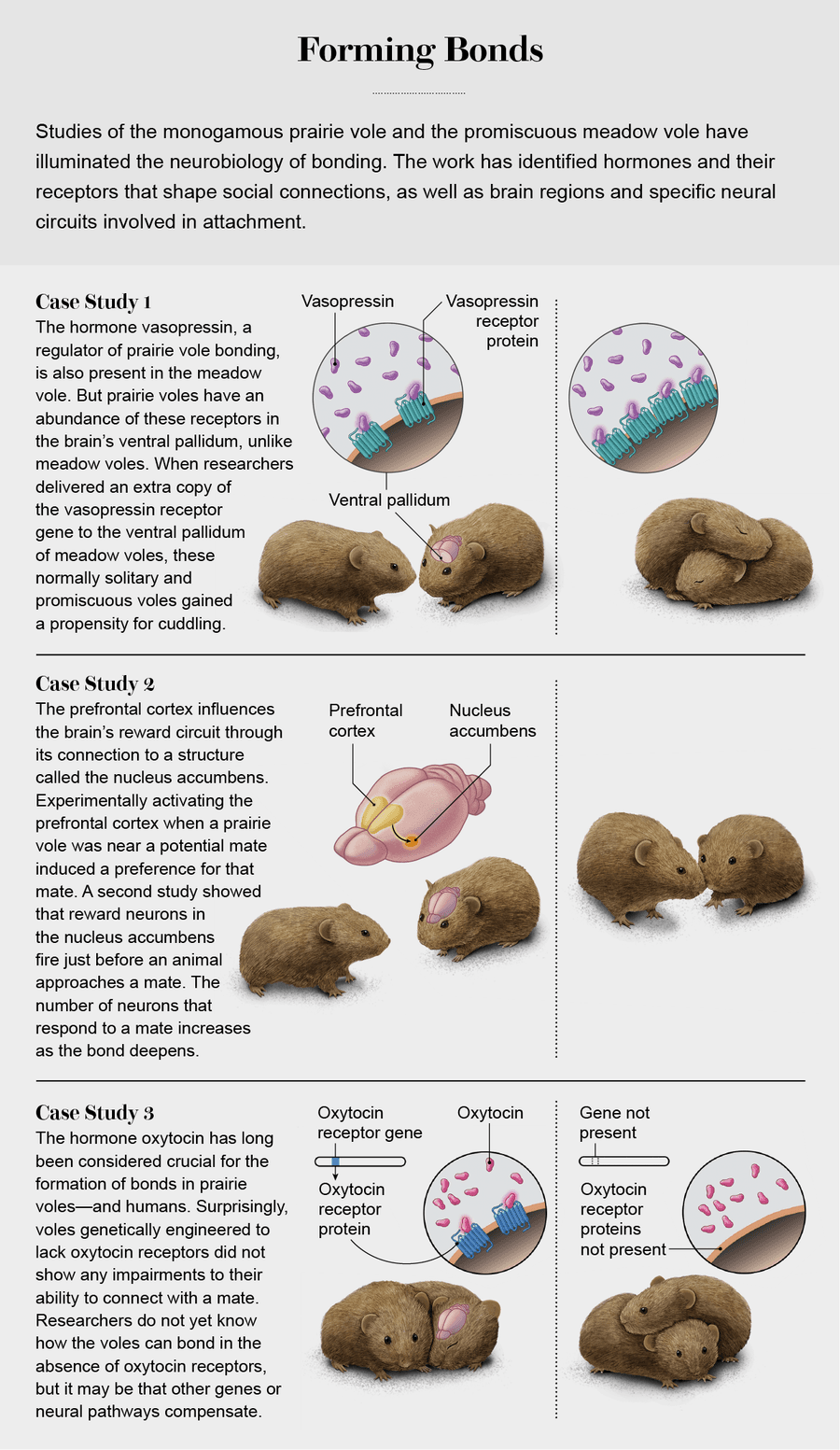 Common Vole Reproduction Common Vole Reproduction