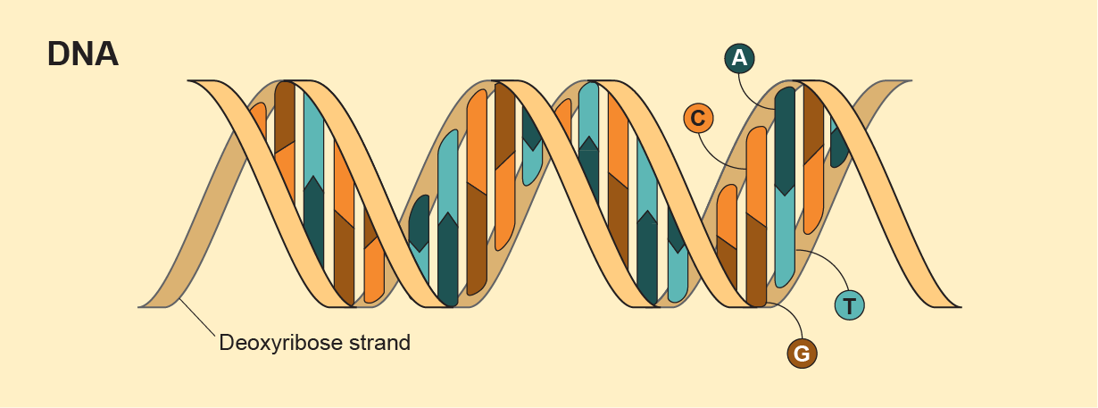 Graphic shows how deoxyribose strands and four bases (A, C, T and G) make up the double helix structure of DNA.
