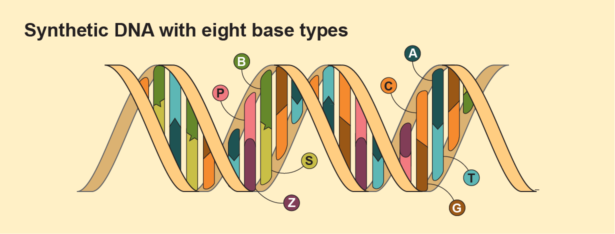 Graphic shows synthetic DNA as identical in structure to regular DNA, except with four additional bases (P, Z, B and S) incorporated.