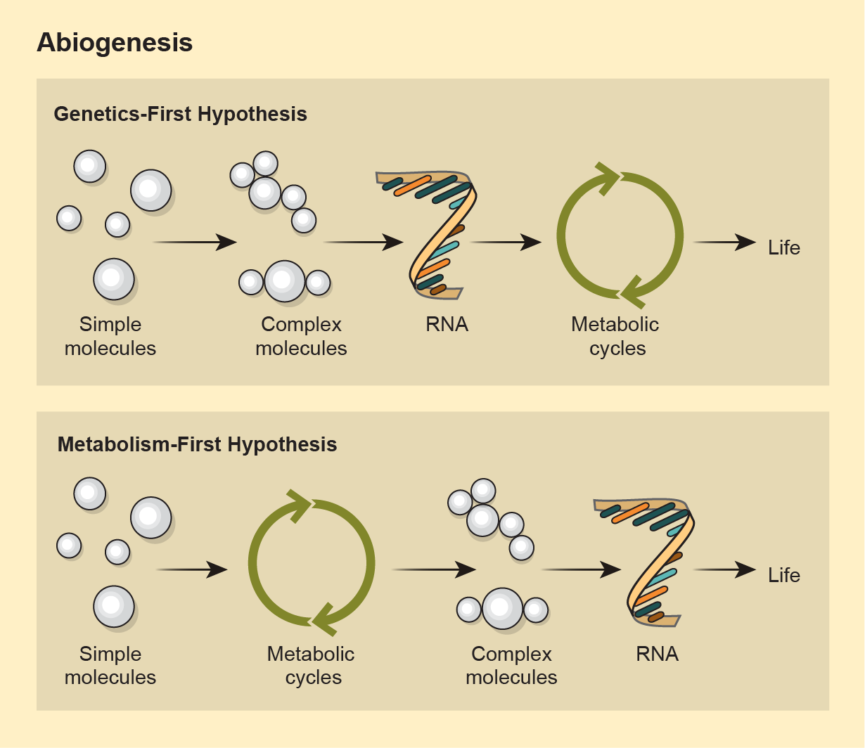 Graphic shows how the steps to get from simple molecules to life are ordered differently in the “genetics first” and “metabolism first” hypotheses of abiogenesis.