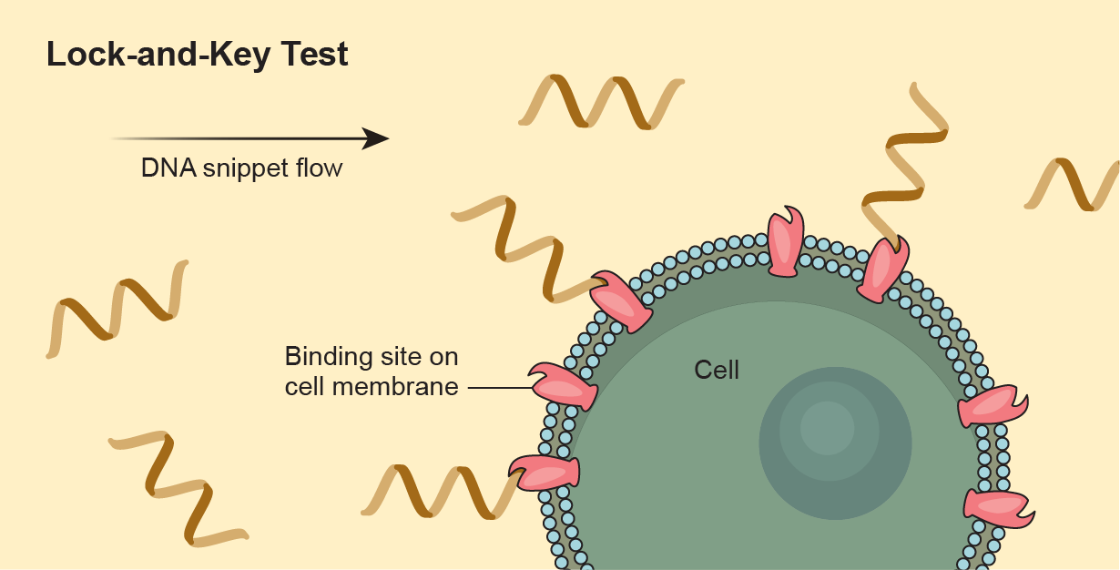 Graphic illustrating the lock-and-key test shows snippets of DNA moving toward a cell and either attaching to binding sites on the membrane or flowing past.