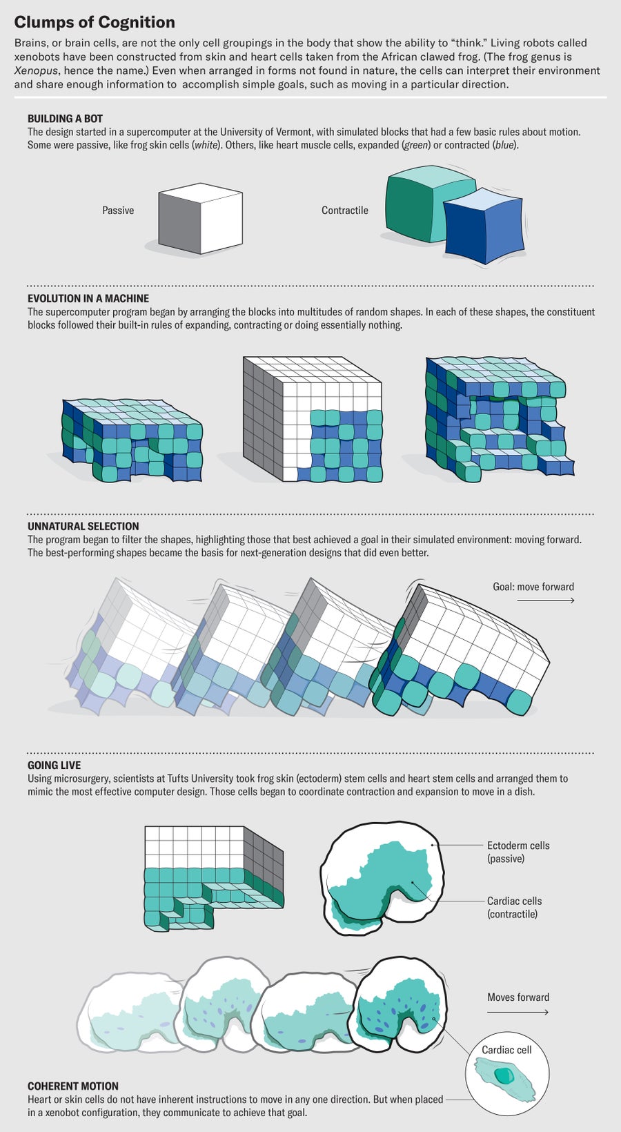 Schematic demonstrates that brain cells are not the only cell groupings in the body that show the ability to think. Xenobots—constructed from frog skin and heart cells—can interpret their environment and share enough info to accomplish simple goals, such as moving in a particular direction.