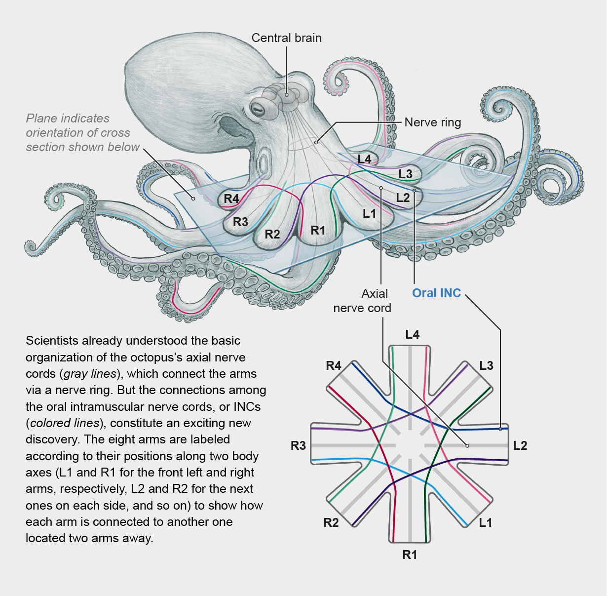 Graphic shows octopus anatomy with nervous system highlighted, along with a cross section showing how the oral intramuscular nerve cords connect each arm to another one two arms away.