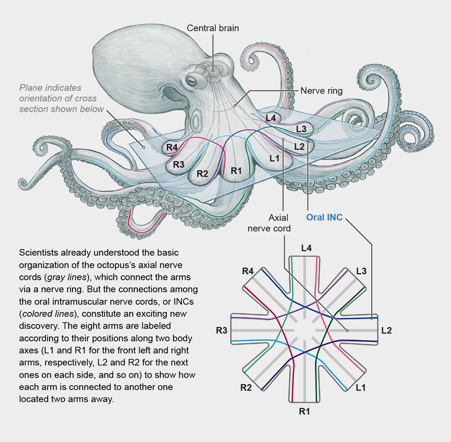 How Octopus Arms Bypass the Brain | Scientific American