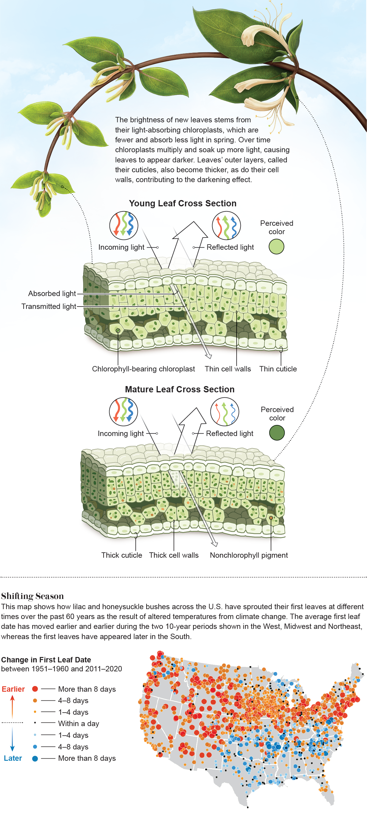 Illustrated cross sections compare how light interacts with a young, bright green leaf versus a mature, darker-colored one. U.S. map shows how timing of the first leaves on lilac and honeysuckle bushes have shifted since the 1950s because of climate change.