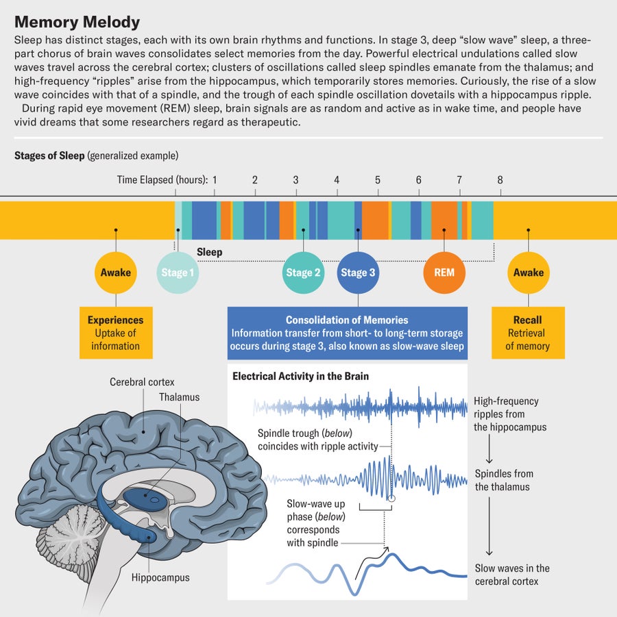 Graphic shows the stages of sleep. During stage 3, the brain consolidates select memories from the day. Slow electrical waves travel across the cerebral cortex; sleep spindles emanate from the thalamus; and high-frequency ripples arise from the hippocampus.
