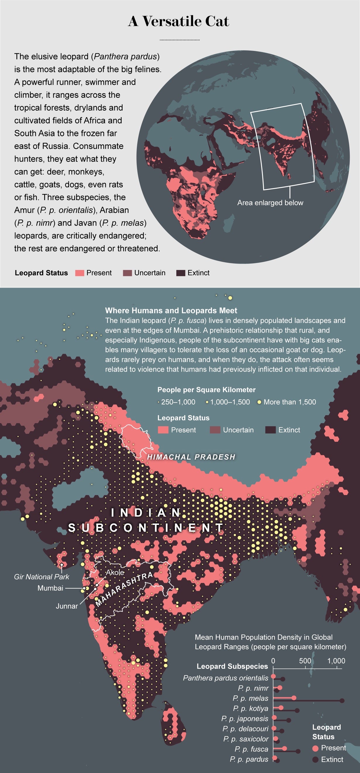 Map shows data on leopard status (present, uncertain, or extinct) overlaid with human population density throughout the Indian subcontinent. Chart shows mean human population density in global leopard ranges by subspecies.