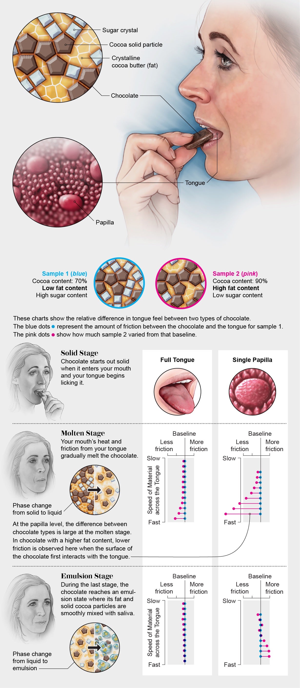 Graphic shows how chocolate goes from solid to molten to emulsion phase on the tongue and how different ratios of cocoa and fat affect the level of friction on the tongue during each of those stages.