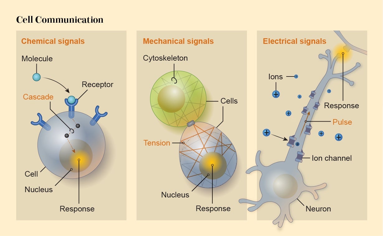 Synthetic Morphology Lets Scientists Create New Life-Forms