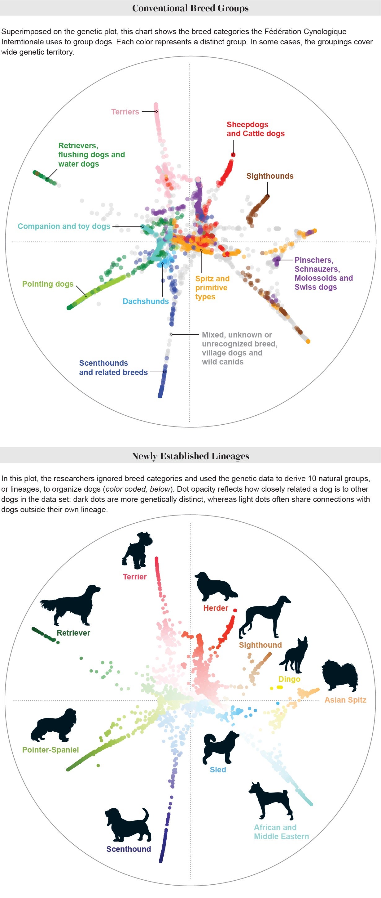 Two scatterplots hold over 4,000 dots each. Each dot represents the genome of a dog. Many dots are clustered in the center, with 10 spoke-like shapes radiating outwards. One is color coded according to conventional breed groups. The other uses color to feature newly established lineages.