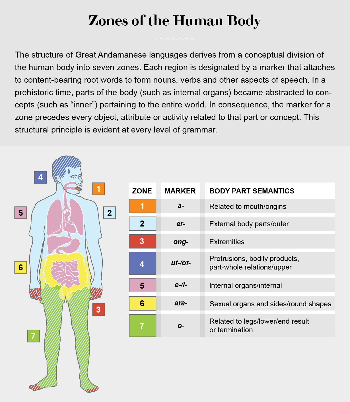 Color-coded table and diagram show how seven Great Andamanese language markers correspond to zones of the human body.