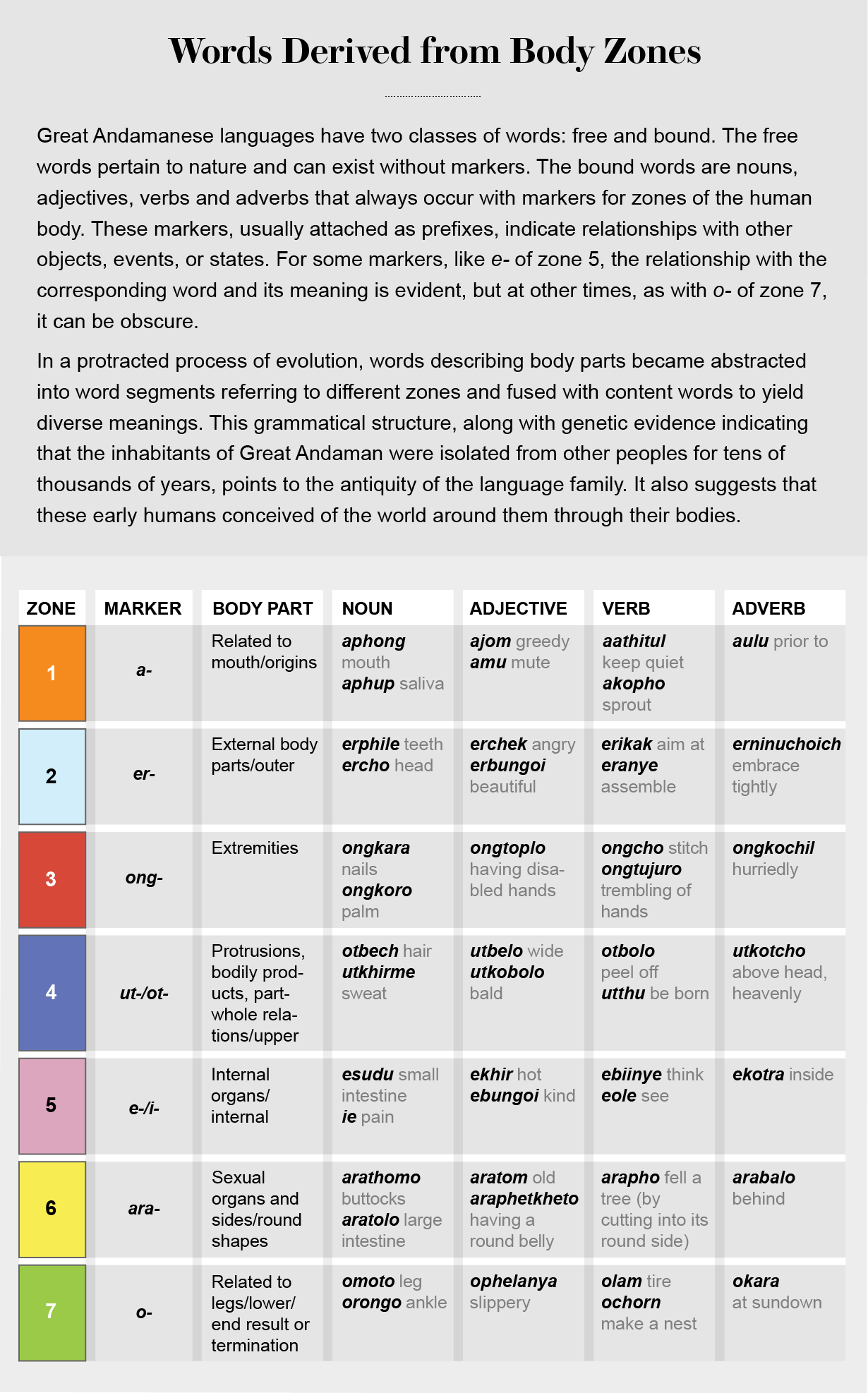 Table gives examples of how the system of body zones and markers applies to various parts of speech within the Great Andamanese class of bound words.