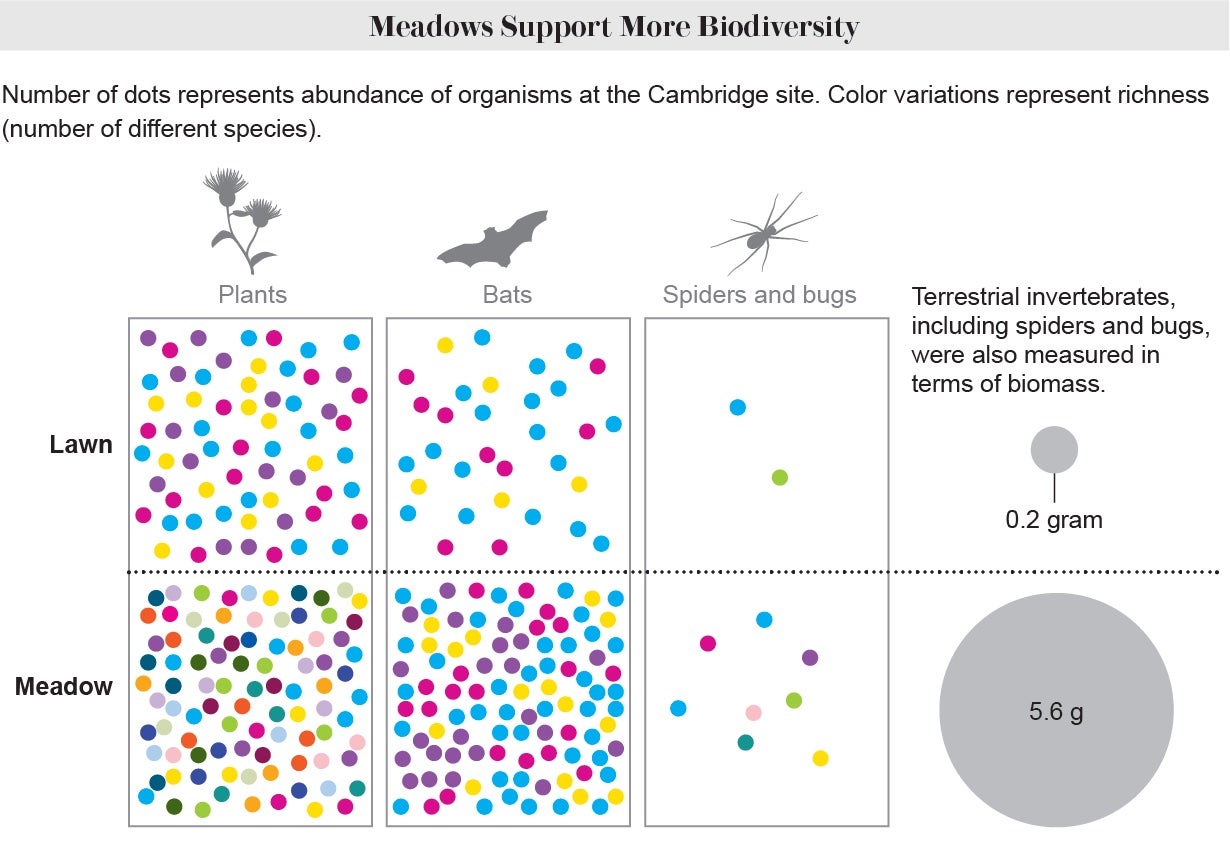 Graphic shows boxes for plants, bats, and spiders and bugs, each bisected by a dotted line distinguishing lawn and meadow sections of the Cambridge site and filled with multicolored dots indicating abundance of organisms and richness of species in each category within the two conditions.